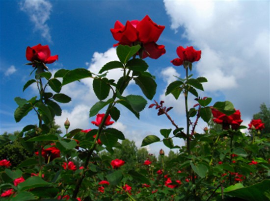 Ecuadorian Roses